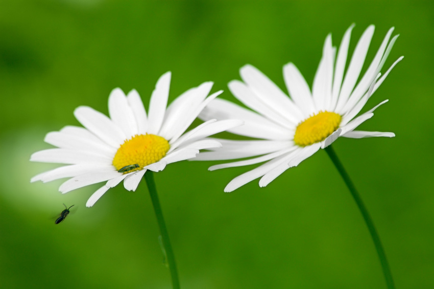 Dach-Check und professionelle Dachrinnenreinigung im Frühling